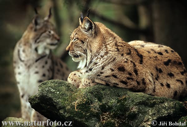 Rys ostrovid (Lynx lynx)