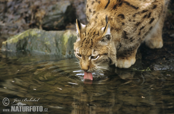 Rys ostrovid (Lynx lynx)