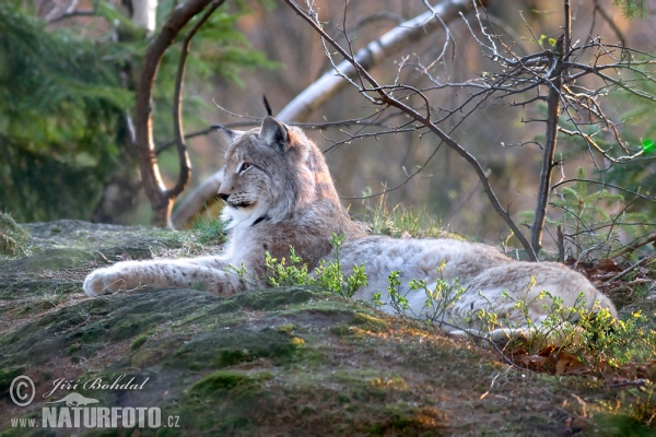 Rys ostrovid (Lynx lynx)