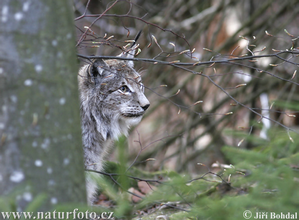 Rys ostrovid (Lynx lynx)