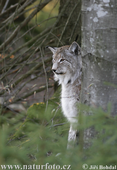 Rys ostrovid (Lynx lynx)