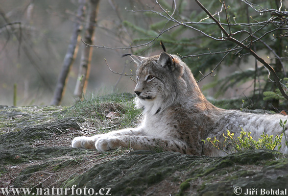 Rys ostrovid (Lynx lynx)