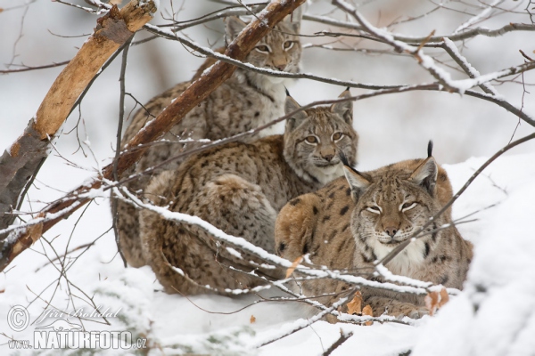 Rys ostrovid (Lynx lynx)