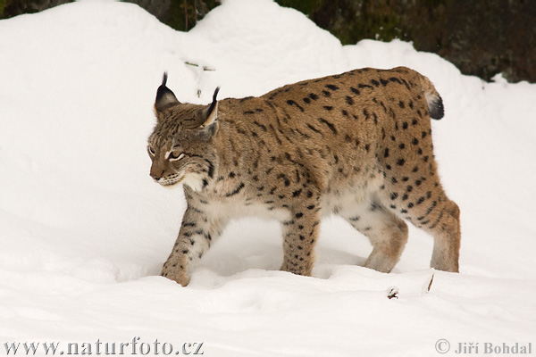 Rys ostrovid (Lynx lynx)