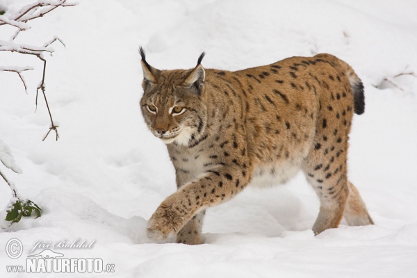 Rys ostrovid (Lynx lynx)