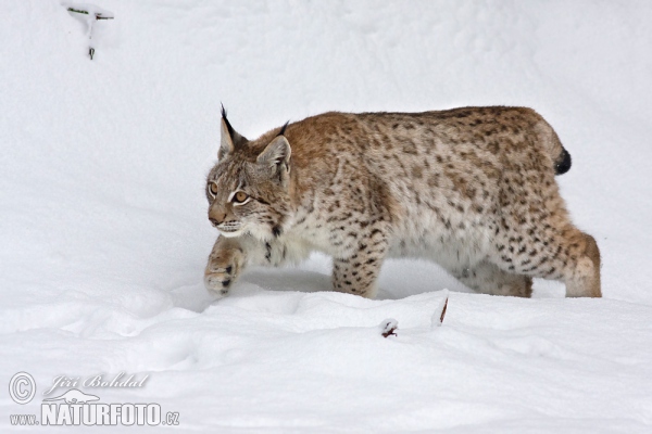 Rys ostrovid (Lynx lynx)