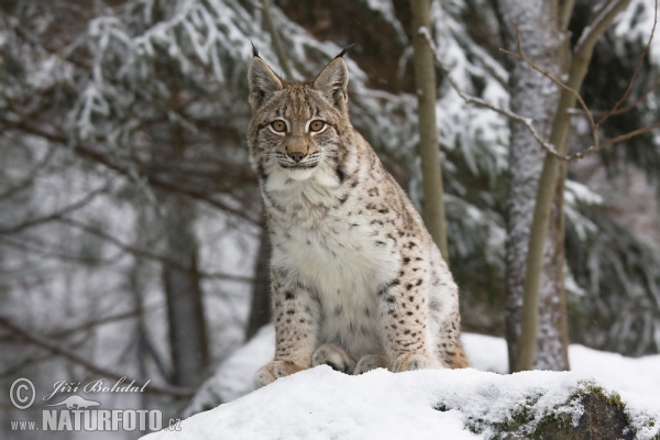 Rys ostrovid (Lynx lynx)