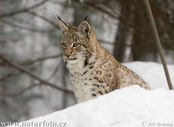 Rys ostrovid (Lynx lynx)