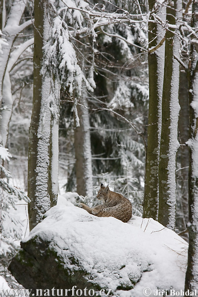 Rys ostrovid (Lynx lynx)