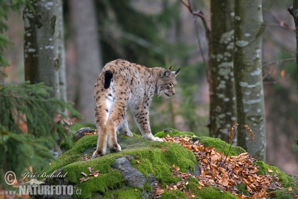 Rys ostrovid (Lynx lynx)