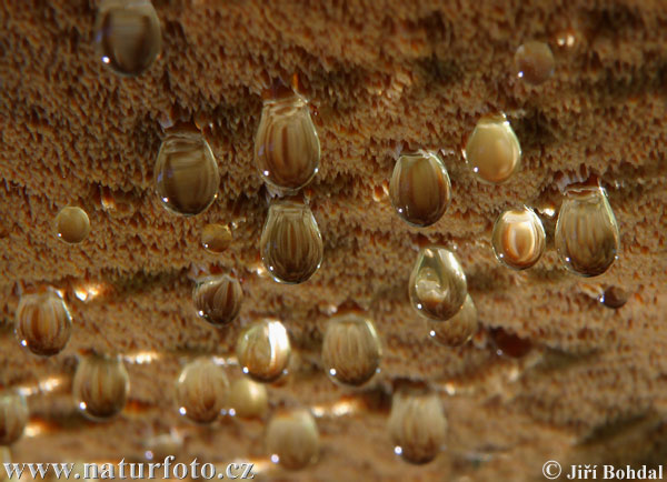 ryšavec srstnatý (Inonotus sp.)