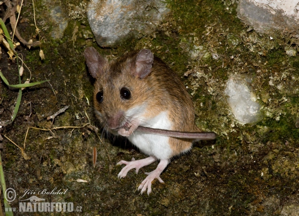 Ryšavka obyčajná (Apodemus sylvaticus)