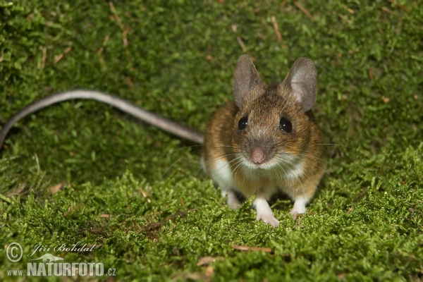 Ryšavka žltohrdlá (Apodemus flavicollis)