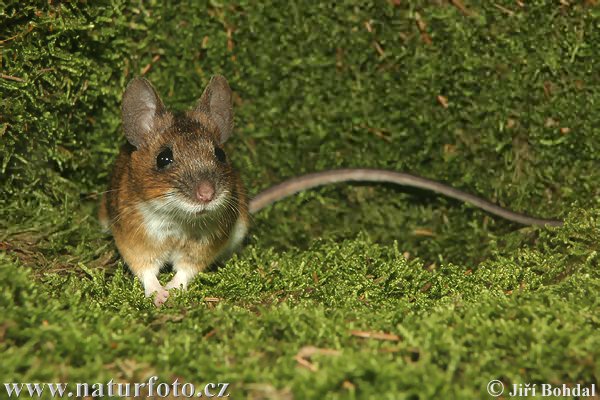 Ryšavka žltohrdlá (Apodemus flavicollis)