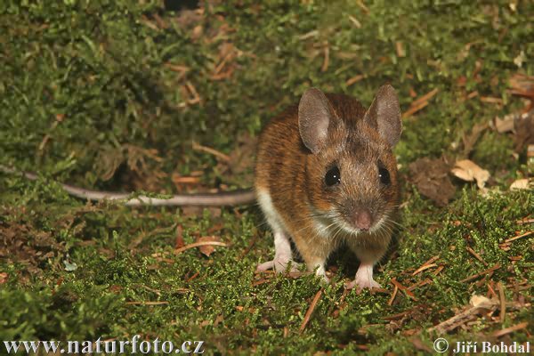 Ryšavka žltohrdlá (Apodemus flavicollis)