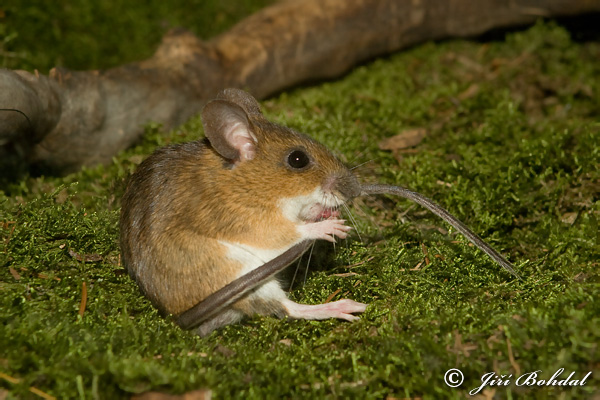 Ryšavka žltohrdlá (Apodemus flavicollis)