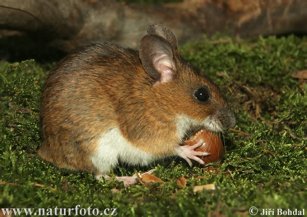 Ryšavka žltohrdlá (Apodemus flavicollis)