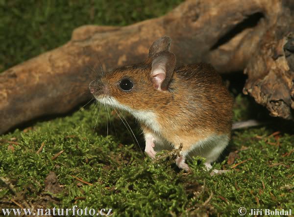 Ryšavka žltohrdlá (Apodemus flavicollis)