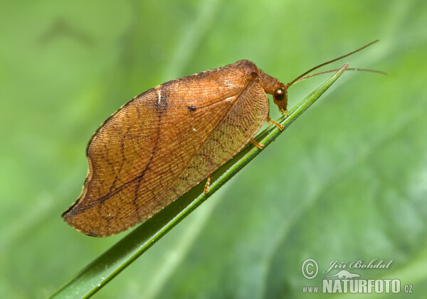 Rzounek vykrajovaný (Drepanepteryx phalaenoides)