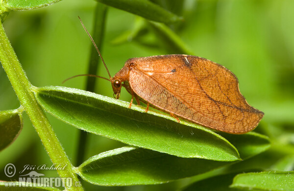 Rzounek vykrajovaný (Drepanepteryx phalaenoides)