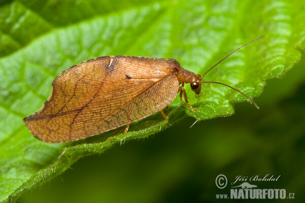 Rzounek vykrajovaný (Drepanepteryx phalaenoides)