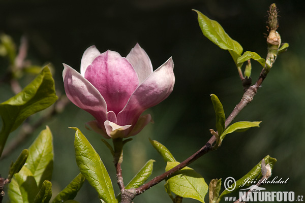 Šácholan Soulangeův (Magnolia x soulangeana)