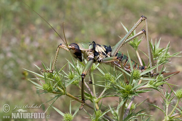 Sága (Saga natoliae)