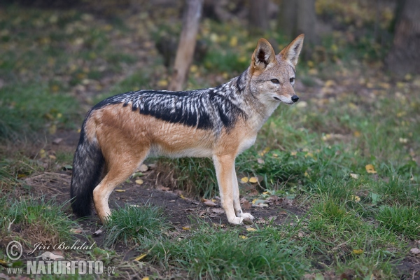 Šakal tmavochrbtý (Canis mesomelas)