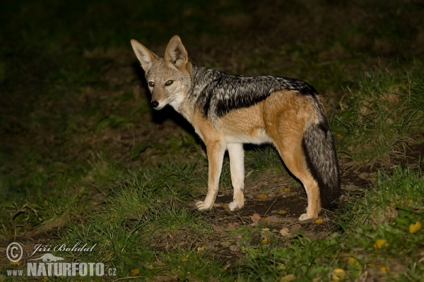 Šakal tmavochrbtý (Canis mesomelas)