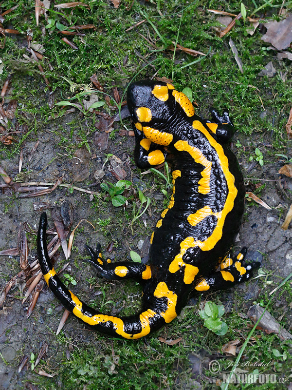 Salamandra škvrnitá (Salamandra salamandra)