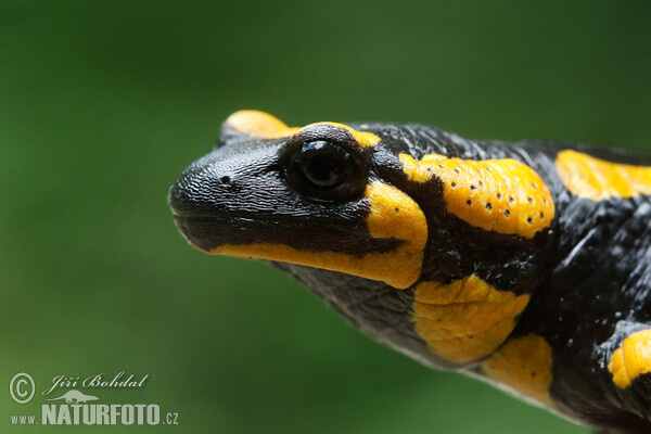 Salamandra škvrnitá (Salamandra salamandra)