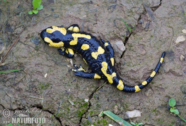 Salamandra škvrnitá (Salamandra salamandra)