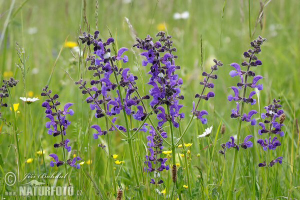 Šalvěj luční (Salvia pratensis)