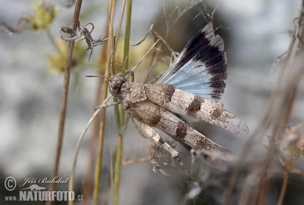 Saranče modrokřídlá (Oedipoda caerulescens)