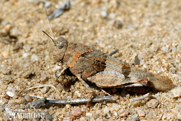 Saranče modrokřídlá (Oedipoda caerulescens)