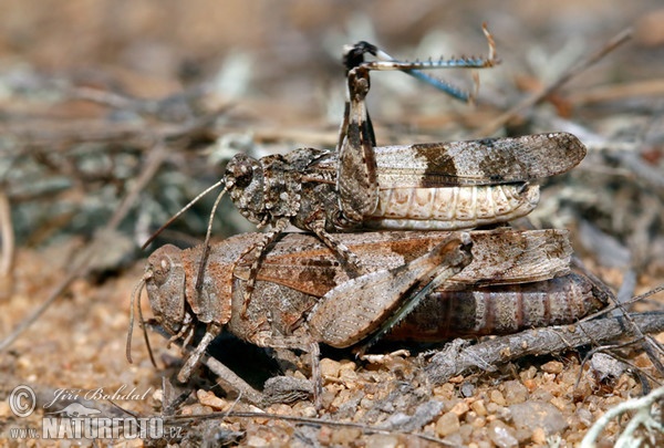 Saranče modrokřídlá (Oedipoda caerulescens)