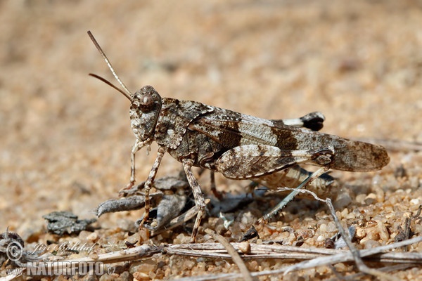 Saranče modrokřídlá (Oedipoda caerulescens)