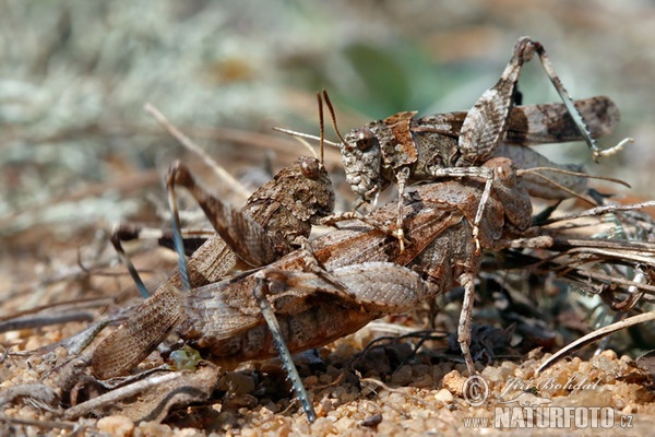 Saranče modrokřídlá (Oedipoda caerulescens)