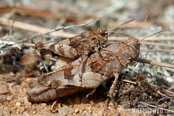 Saranče modrokřídlá (Oedipoda caerulescens)