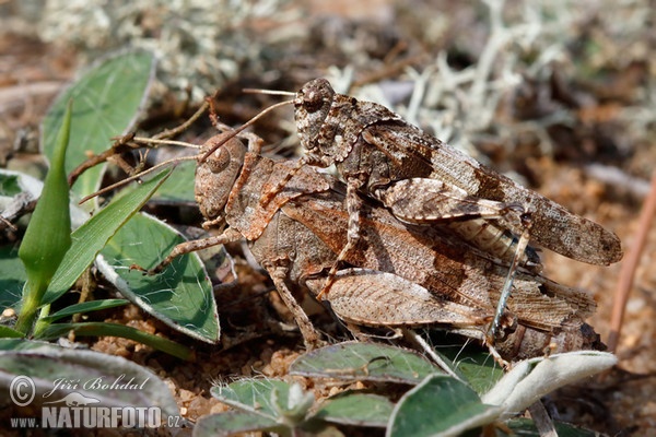 Saranče modrokřídlá (Oedipoda caerulescens)