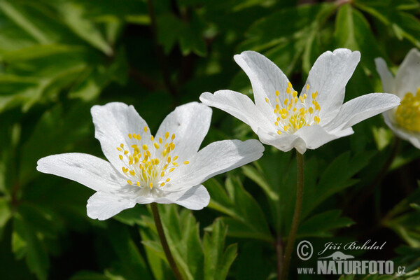 Sasanka hajní (Anemone nemorosa)