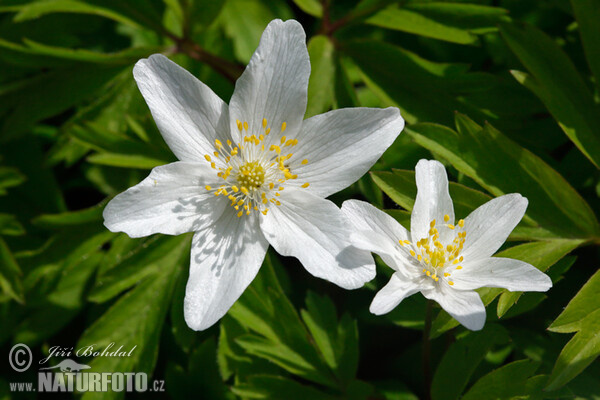 Sasanka hajní (Anemone nemorosa)