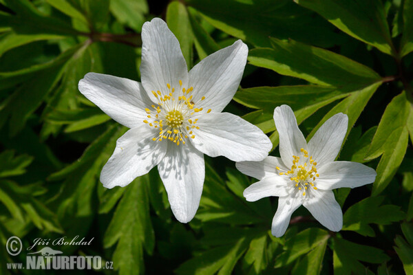 Sasanka hajní (Anemone nemorosa)