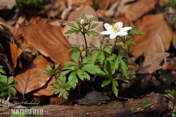 Sasanka hajní (Anemone nemorosa)