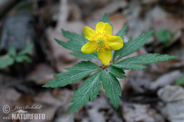 Sasanka pryskyřníkovitá (Anemone ranunculoides)