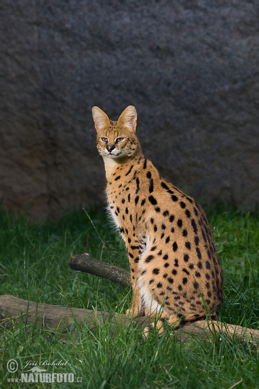 Serval (Leptailurus serval)