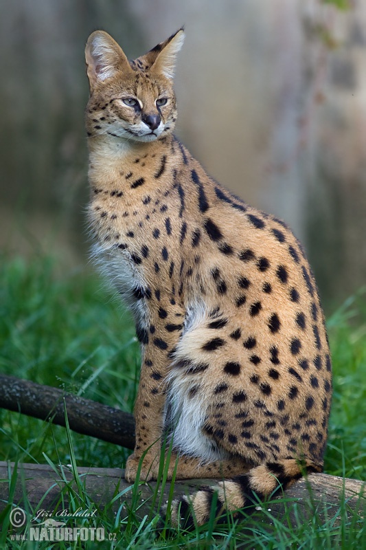 Serval (Leptailurus serval)