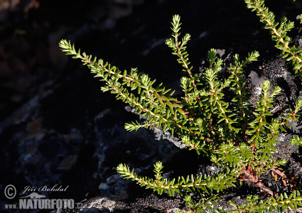 Šicha černá (Empetrum nigrum)