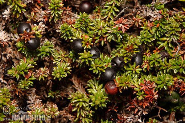 Šicha černá (Empetrum nigrum)