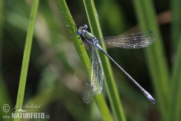 Šídlatka páskovaná (Lestes sponsa)